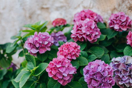 Amazing pink Hydrangea flowers in a garden. selective focus.の写真素材