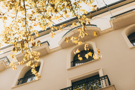 Branches with yellow leaves on the background of the building. Autumn in a city.の写真素材