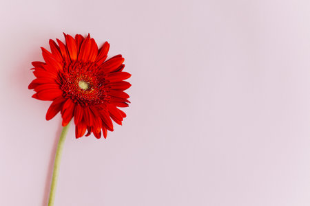 Beautiful red Herbera flower on a pink pastel background. Place for text.の写真素材