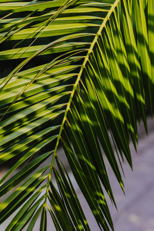 Blurred palm leaves in a sunlight. summer background. selective focus.の写真素材