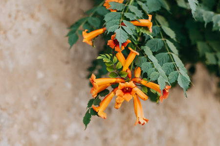 Beautiful orange flowers of Campsis on a summer street. Selective focus. Place for text.の写真素材