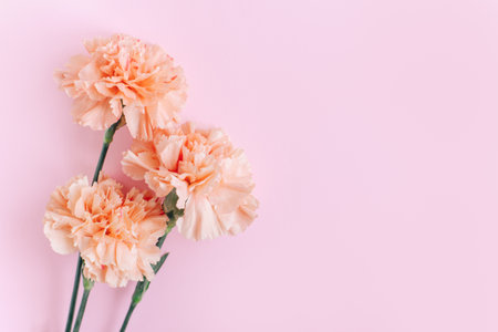 Beautiful peach pastel carnation flowers on a pink background. Place for text. Flat lay.の写真素材