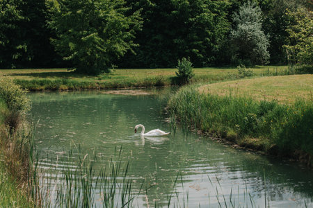 Beautiful white swan floating on a lake in a park. White swan in the wildlife.の写真素材