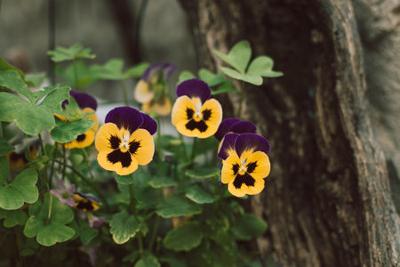 Beautiful yellow and purple pansies flowers on a summer street. Selective focus.の写真素材