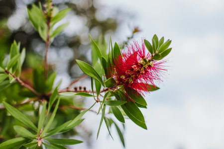 Amazing red flower of the blooming Callistemon tree in a spring garden. Close-up.の写真素材