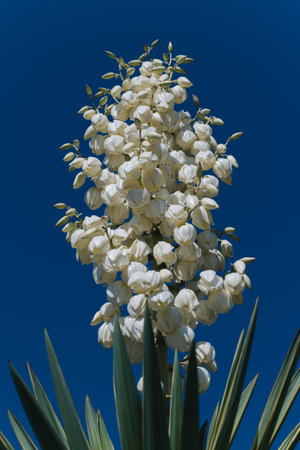 Amazing blooming Yucca in a blue sky.の写真素材