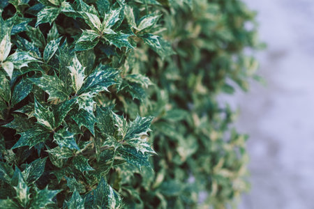 Fresh green Holly leaves (Ilex aquifolium (meserveae) in a summer garden. Selective focus.の写真素材