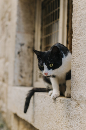 Cute black and white cat on a street of Kotor old town, Montenegro. Portrait of a street cat.の写真素材