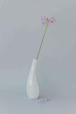 Tender violet flower in a white vase on a gray background. Minimalistic concept.の写真素材