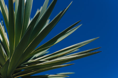 Fresh green Yucca leaves in a blue sky. Close-up. Place for text.の写真素材
