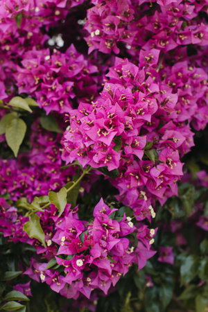 Beautiful violet bougainvillea flowers on a summer street. Selective focus.の写真素材