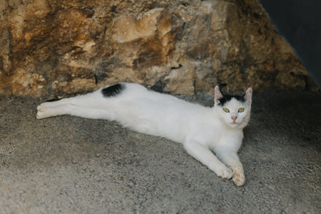 Cute white and black cat laying on a street of Supetar town, Croatia.の写真素材