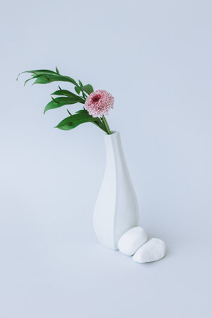 Tender branch with green leaves and pink chrysanthemum flower in a white vase on a gray background. Minimalistic concept.の写真素材