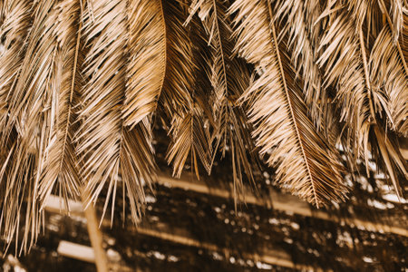 Dry yellow palm leaves in a sunlight. Summer background. Selective focus.の写真素材