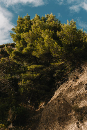 Beautiful pine tree on a hill near Adriatic sea on a sunny day. Amazing landscape.の写真素材