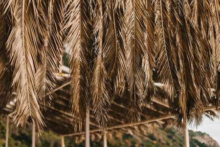Dry yellow palm leaves in a sunlight. Summer background. Selective focus.の写真素材