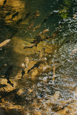 School of fish in a mountain river on a sunny day. Selective focus.の写真素材