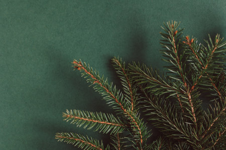 Fresh spruce branches on a dark green background. Flat lay. Place for text.の写真素材