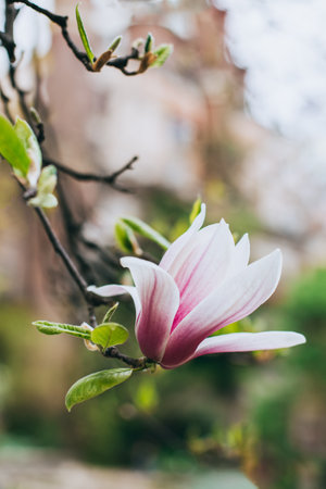 Amazing Magnolia flowers in a spring garden. springtime background. selective focus.の写真素材