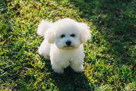 Cute Bichon Frize puppy on a green grass walking in a park. Portrait of a puppy.の写真素材