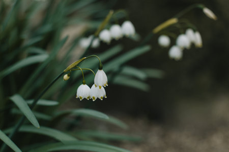 Beautiful flowers of Spring snowflake (Leocojum vernum) in a spring garden. Selective focus.の写真素材