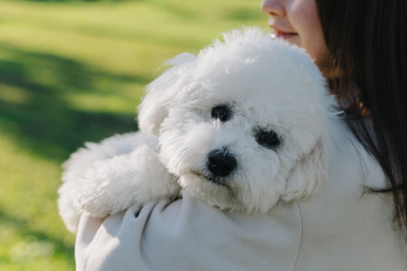 Cute Bichon Frize puppy in the hands of the owner. Portrait of a puppy.の写真素材