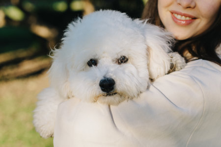 Cute Bichon Frize puppy in the hands of the owner. Portrait of a puppy.の写真素材