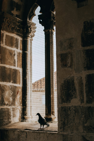 Pigeon in the window of an ancient church in Trogir, Croatia.