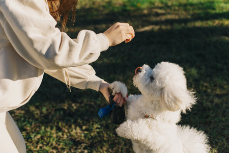Cute Bichon Frize puppy playing with owner. Portrait of a puppy.の写真素材