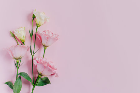 Beautiful white and pink Eustoma (Lisianthus) flowers on a pink pastel background. Place for text.の写真素材