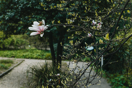 Amazing Magnolia flowers in a spring garden. springtime background. selective focus.の写真素材