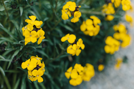 Beautiful yellow flowers of Wallflower (Erysimum cheiri) in a spring garden. Selective focus.の写真素材