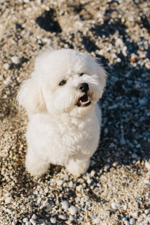 Cute Bichon Frize puppy walking on a beach. Portrait of a little dog.