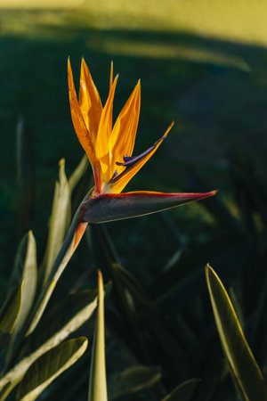 Beautiful Bird of Paradise flower (Strelitzia reginae) in a park. Close-up.の写真素材