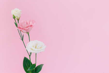 Beautiful white and pink Eustoma (Lisianthus) flowers on a pink pastel background. Place for text.の写真素材