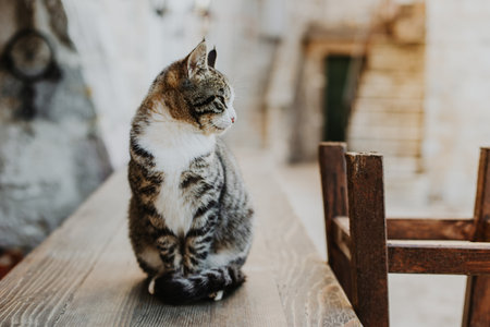 Cute tabby cat on a street of Budva old town, Montenegro. Portrait of a street cat.の写真素材