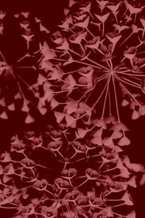 Beautiful light green flowers of Eurhorbia in red color. Minimal concept. Close-up.の写真素材