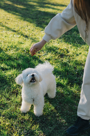 Cute Bichon Frize puppy playing with owner. Portrait of a puppy.の写真素材