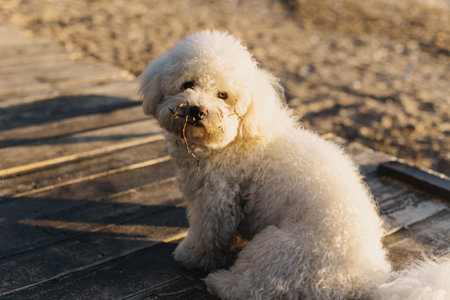 Cute Bichon Frize puppy playing on a beach. Portrait of a little dog.の写真素材