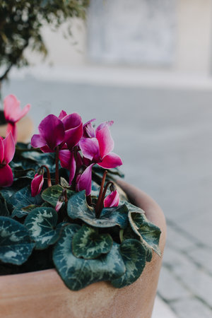 Beautiful pink cyclamen flowers in a pot on a street. Place for text.の写真素材