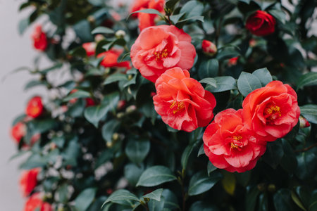 Beautiful pink Camellia flowers in a garden. selective focus.の写真素材