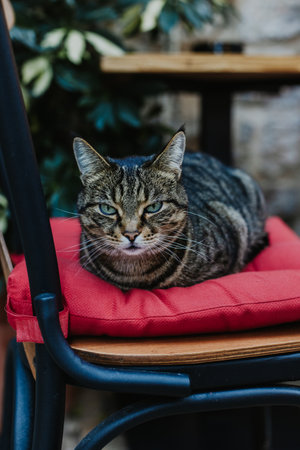 Cute tabby gray cat on a street in Budva old town, Montenegro. Portrait of a street cat.の写真素材