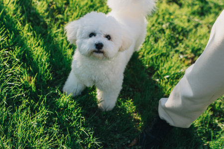Cute Bichon Frize puppy on a green grass walking in a park. Portrait of a puppy.の写真素材