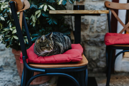 Cute tabby gray cat on a street in Budva old town, Montenegro. Portrait of a street cat.の写真素材
