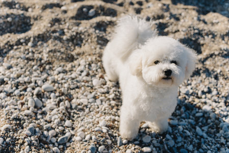 Cute white Bichon Frize puppy walking on a beach. Portrait of a little dog.の写真素材