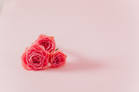 Beautiful pink Rose flowers on a pink pastel background. Place for text.の写真素材