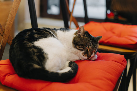 Cute white and gray cat sleeping on a pillow in a street cafe, Budva old town, Montenegro. Portrait of a street cat.の写真素材