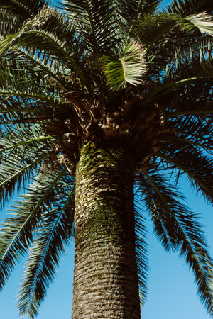 Palm tree in a blue sky on a sunny day. Minimal concept.の写真素材