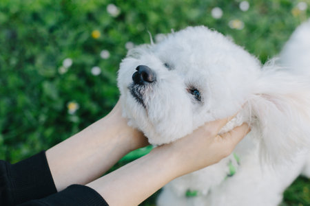 Cute Bichon Frize puppy playing with owner. Portrait of a puppy.の写真素材