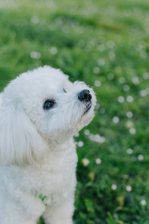 Cute Bichon Frize puppy playing with owner on a green grass. Portrait of a puppy.の写真素材